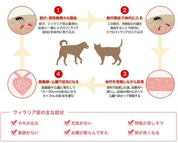 フィラリアの感染経路 犬用の薬 通販購入ガイド